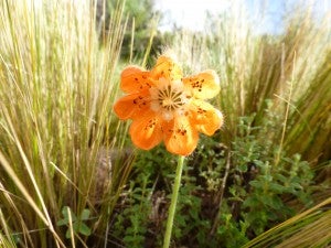 agrobiodiversity