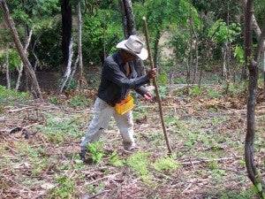 Maize planting, Lempira, Honduras