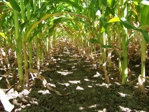 Maize in Northern California